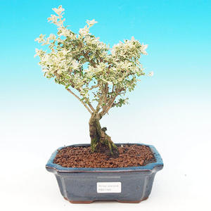 Pokojová bonsai - Duranta PB213490