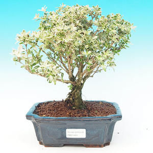 Pokojová bonsai - Duranta PB213491