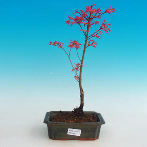 Pokojová bonsai-Podocarpus- kamenný tis PB215495