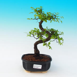Pokojová bonsai-Podocarpus- kamenný tis PB215497