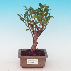 Pokojová bonsai - Duranta PB213497