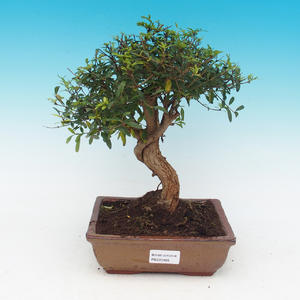 Pokojová bonsai - Duranta PB213498