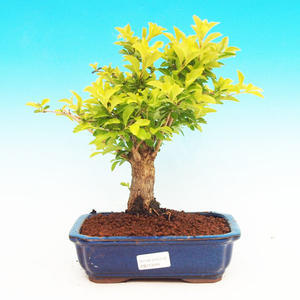 Pokojová bonsai - Duranta PB213499