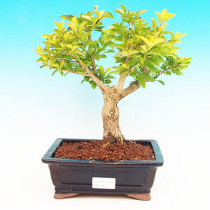 Pokojová bonsai - Duranta PB213500