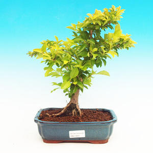 Pokojová bonsai - Duranta PB213501