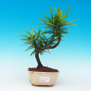 Pokojová bonsai - Duranta PB213502
