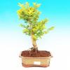 Pokojová bonsai - Duranta PB213503
