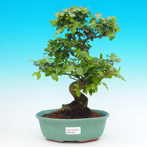 Pokojová bonsai -Ligustrum chinensis - Ptačí zob PB215503