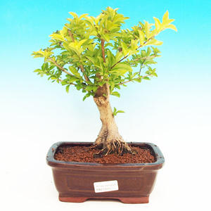 Pokojová bonsai - Duranta PB213504
