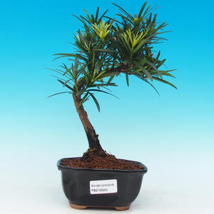Pokojová bonsai -Ligustrum chinensis - Ptačí zob PB215505