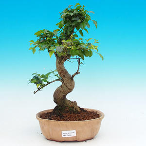 Pokojová bonsai -Ligustrum chinensis - Ptačí zob PB215506