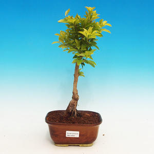 Pokojová bonsai - Duranta PB213506