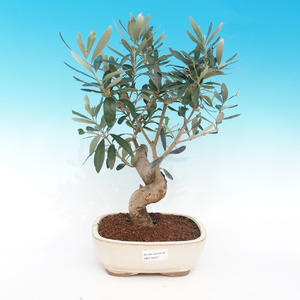 Pokojová bonsai - Olea evropská - Oliva evropská