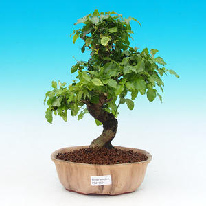Pokojová bonsai -Ligustrum chinensis - Ptačí zob PB215507