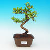 Pokojová bonsai - Duranta PB213508