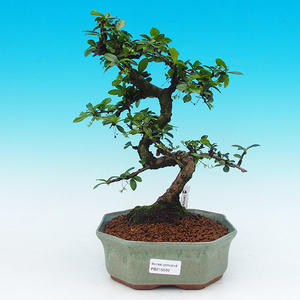 Pokojová bonsai - Carmona macrophylla PB215509