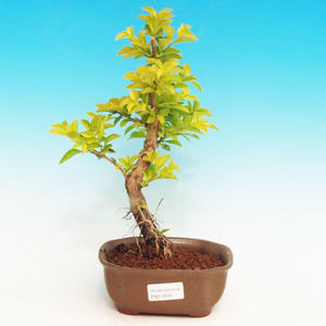 Pokojová bonsai - Duranta PB213509