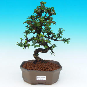 Pokojová bonsai - Carmona macrophylla PB215510
