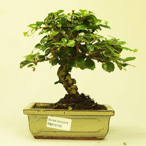 Pokojová bonsai - Carmona macrophylla PB215102