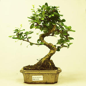 Pokojová bonsai - Carmona macrophylla PB215106
