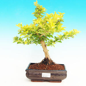 Pokojová bonsai - Duranta PB213511