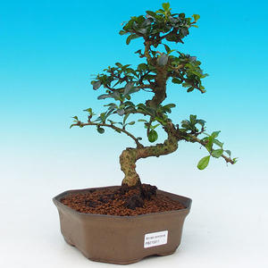 Pokojová bonsai - Carmona macrophylla PB215511