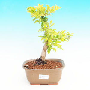 Pokojová bonsai - Duranta PB213512