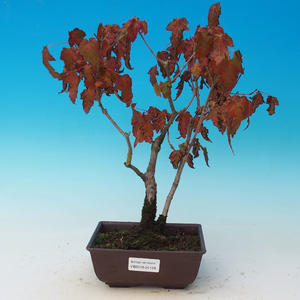 Podocarpus- kamenný tis PB215129