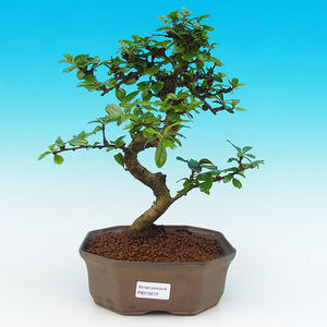 Pokojová bonsai - Carmona macrophylla PB215512