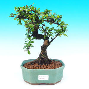 Pokojová bonsai - Duranta PB213513