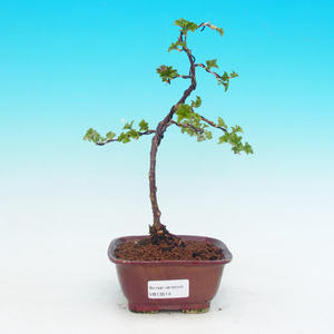 Pokojová bonsai - Duranta PB213514