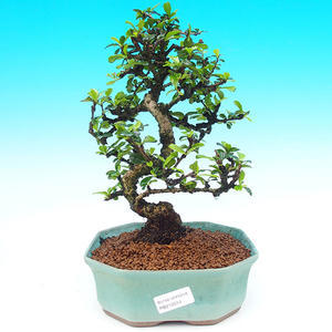 Pokojová bonsai - Carmona macrophylla PB215514