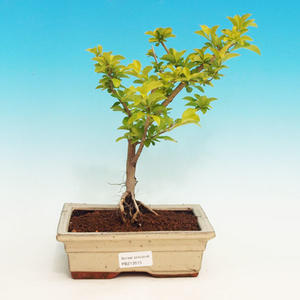 Pokojová bonsai - Duranta PB213515