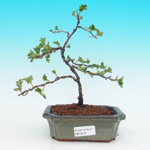 Pokojová bonsai - Carmona macrophylla PB215515