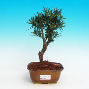 Pokojová bonsai - Duranta PB213516