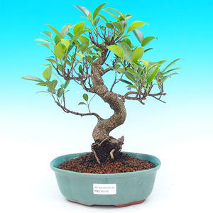 Pokojová bonsai - malolistý fíkus PB215516