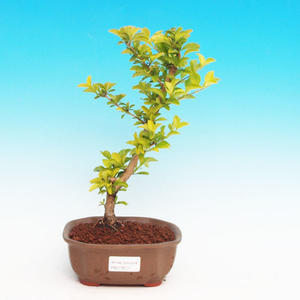 Pokojová bonsai - Duranta PB213517