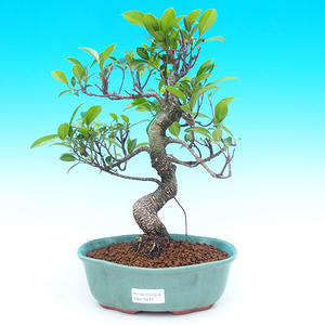 Pokojová bonsai - malolistý fíkus PB215517