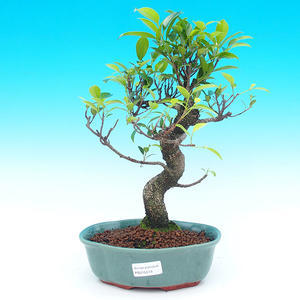 Pokojová bonsai - malolistý fíkus PB215518