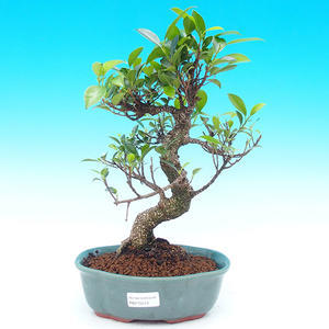 Pokojová bonsai - malolistý fíkus PB215519