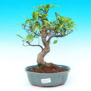 Pokojová bonsai - malolistý fíkus PB215520