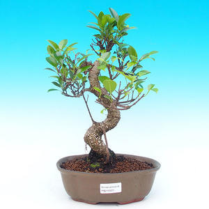 Pokojová bonsai - malolistý fíkus PB215521