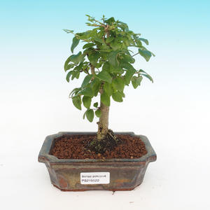 Pokojová bonsai -Ligustrum chinensis - Ptačí zob
