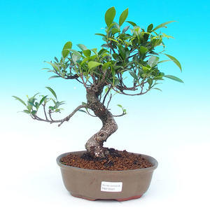 Pokojová bonsai - malolistý fíkus PB215522