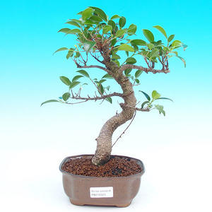 Pokojová bonsai - malolistý fíkus PB215523