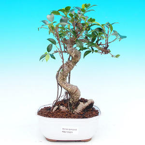 Pokojová bonsai - malolistý fíkus PB215524