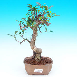 Pokojová bonsai - malolistý fíkus PB215525