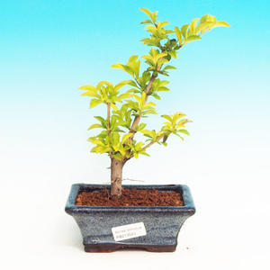 Pokojová bonsai - Duranta PB213525