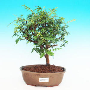Pokojová bonsai - Duranta PB213526