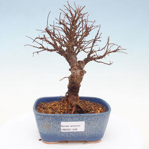 Keramická bonsai miska T0526